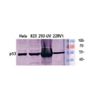 Western Blot - Anti-p53 Antibody (B8054) - Antibodies.com
