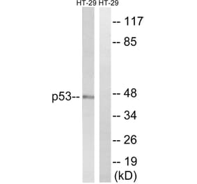 Western Blot - Anti-p53 Antibody (B8052) - Antibodies.com