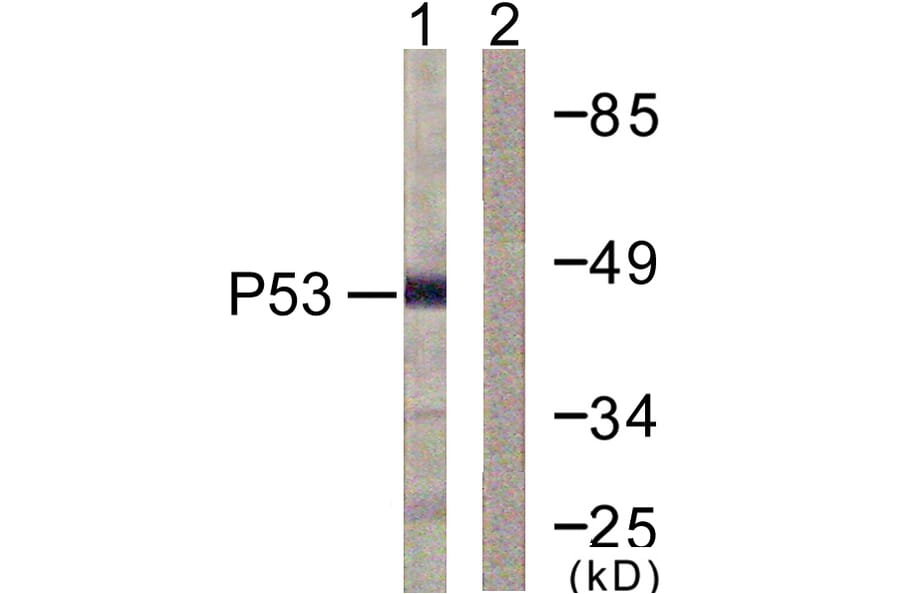 Western Blot - Anti-p53 Antibody (D0036) - Antibodies.com