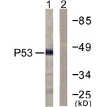 Western Blot - Anti-p53 Antibody (D0036) - Antibodies.com