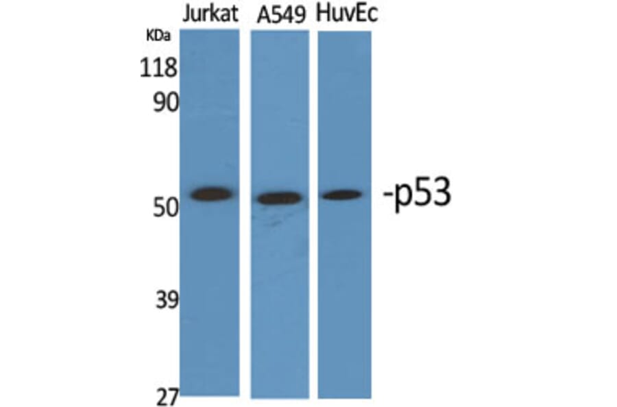 Western Blot - Anti-p53 Antibody (D0036) - Antibodies.com