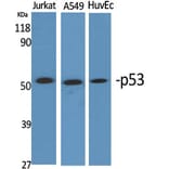 Western Blot - Anti-p53 Antibody (D0036) - Antibodies.com