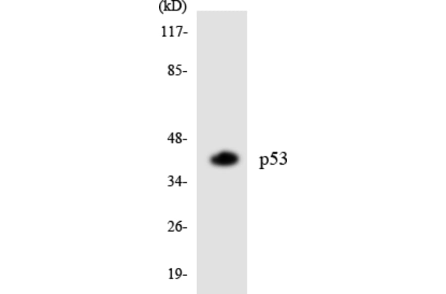 Western Blot - Anti-p53 Antibody (R12-3288) - Antibodies.com