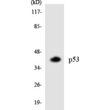 Western Blot - Anti-p53 Antibody (R12-3288) - Antibodies.com