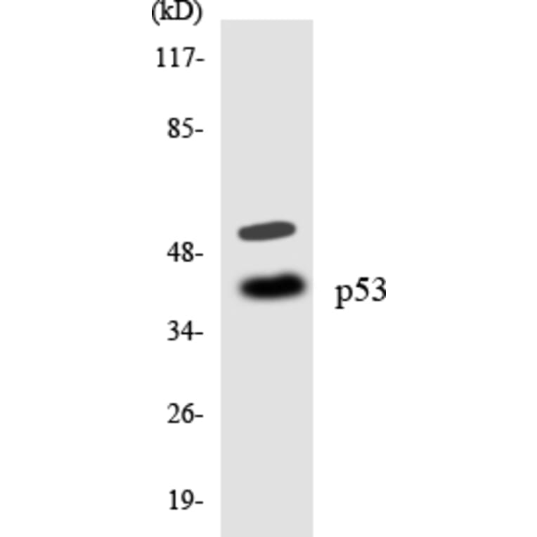 Western Blot - Anti-p53 Antibody (R12-3289) - Antibodies.com