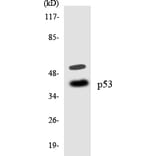 Western Blot - Anti-p53 Antibody (R12-3289) - Antibodies.com