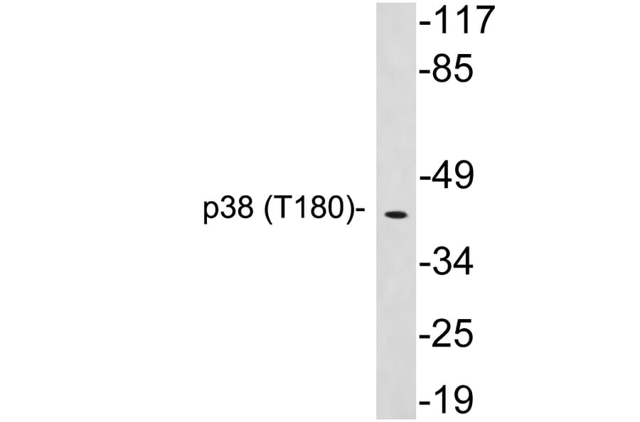 Western Blot - Anti-p38 Antibody (R12-2286) - Antibodies.com