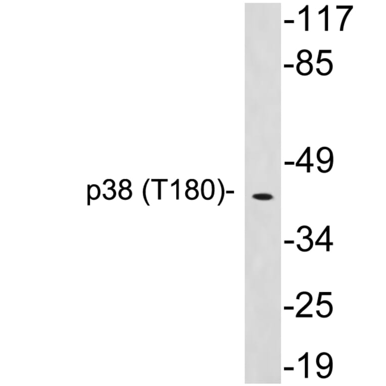 Western Blot - Anti-p38 Antibody (R12-2286) - Antibodies.com