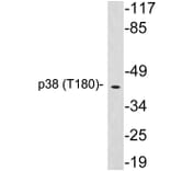 Western Blot - Anti-p38 Antibody (R12-2286) - Antibodies.com