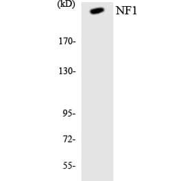 Western Blot - Anti-NF1 Antibody (R12-3089) - Antibodies.com