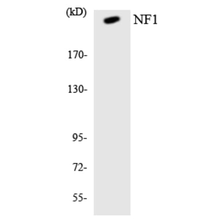 Western Blot - Anti-NF1 Antibody (R12-3089) - Antibodies.com
