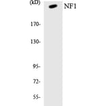 Western Blot - Anti-NF1 Antibody (R12-3089) - Antibodies.com