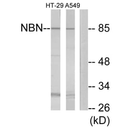 Western Blot - Anti-NBN Antibody (C13093) - Antibodies.com