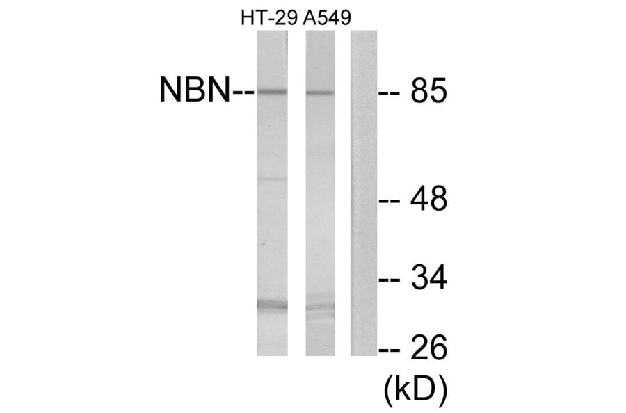 Western Blot - Anti-NBN Antibody (C13093) - Antibodies.com