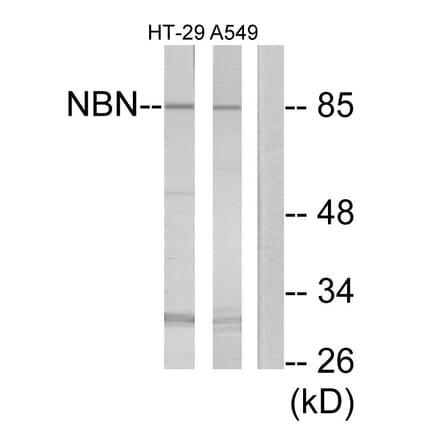 Western Blot - Anti-NBN Antibody (C13093) - Antibodies.com
