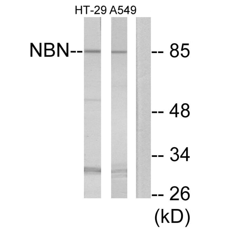 Western Blot - Anti-NBN Antibody (C13093) - Antibodies.com