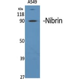Western Blot - Anti-NBN Antibody (C13093) - Antibodies.com