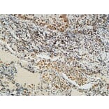 Immunohistochemistry - Anti-NBN Antibody (C13093) - Antibodies.com