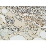 Immunohistochemistry - Anti-NBN Antibody (C13093) - Antibodies.com