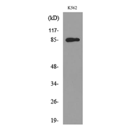 Western Blot - Anti-MPO Antibody (C30018) - Antibodies.com