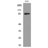 Western Blot - Anti-MPO Antibody (C30018) - Antibodies.com
