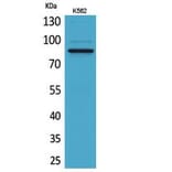 Western Blot - Anti-MPO Antibody (C30018) - Antibodies.com