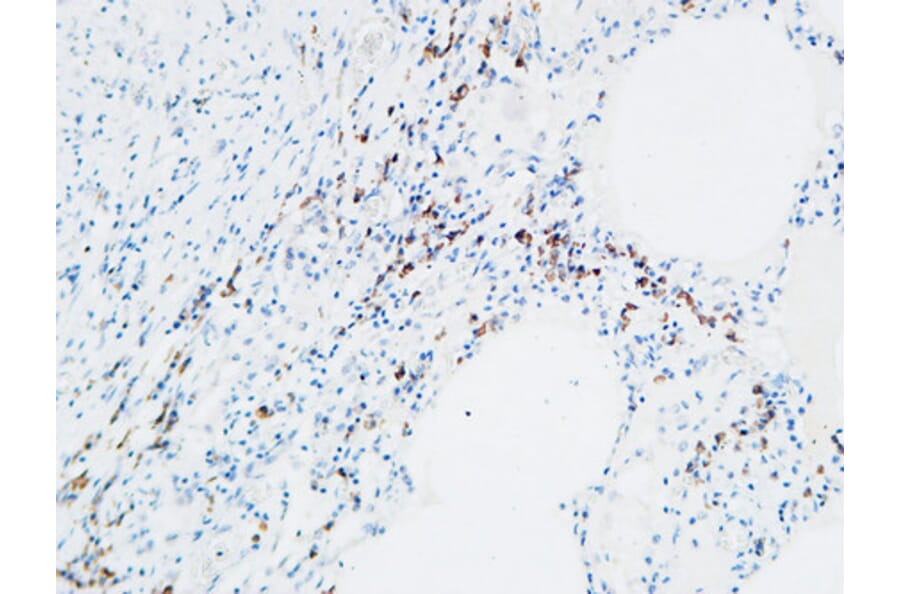 Immunohistochemistry - Anti-MPO Antibody (C30018) - Antibodies.com