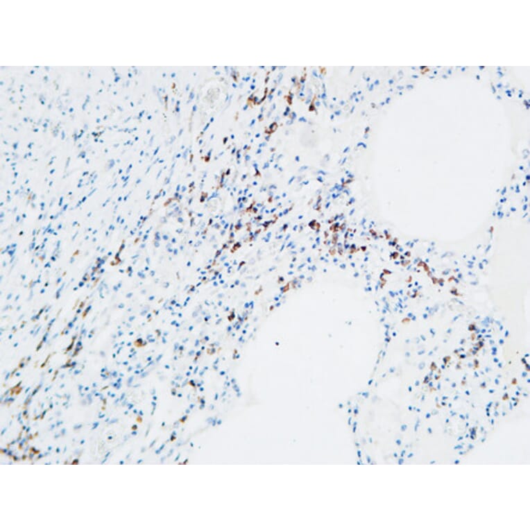 Immunohistochemistry - Anti-MPO Antibody (C30018) - Antibodies.com