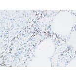 Immunohistochemistry - Anti-MPO Antibody (C30018) - Antibodies.com