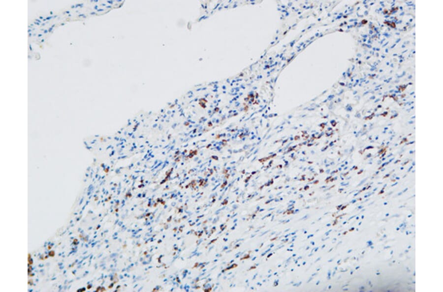 Immunohistochemistry - Anti-MPO Antibody (C30018) - Antibodies.com