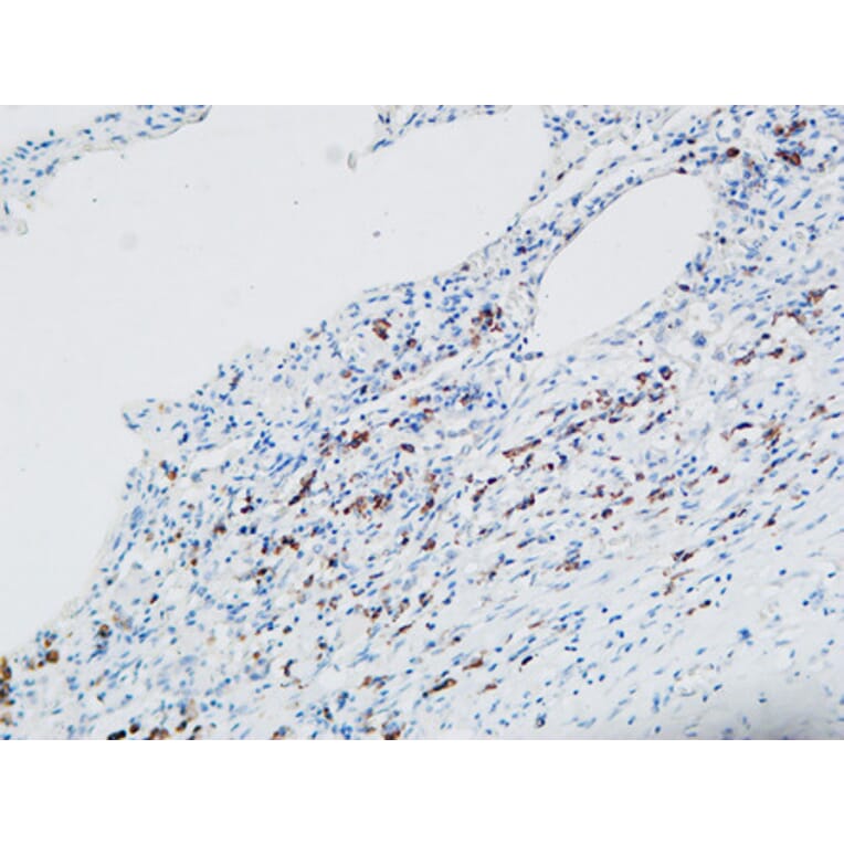 Immunohistochemistry - Anti-MPO Antibody (C30018) - Antibodies.com