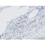 Immunohistochemistry - Anti-MPO Antibody (C30018) - Antibodies.com
