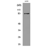 Western Blot - Anti-MME Antibody (C30016) - Antibodies.com
