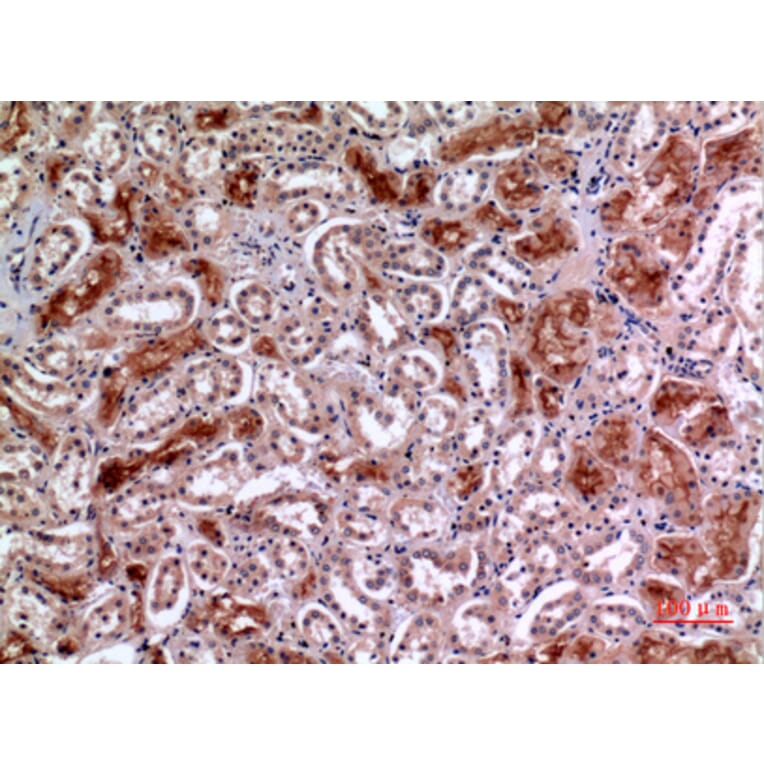 Immunohistochemistry - Anti-MME Antibody (C30016) - Antibodies.com