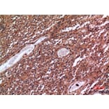 Immunohistochemistry - Anti-MME Antibody (C30016) - Antibodies.com