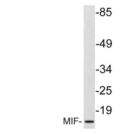 Western Blot - Anti-MIF Antibody (R12-2238) - Antibodies.com