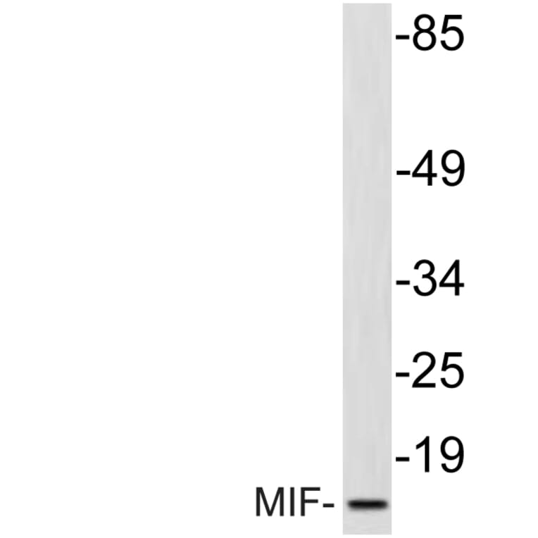 Western Blot - Anti-MIF Antibody (R12-2238) - Antibodies.com