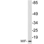 Western Blot - Anti-MIF Antibody (R12-2238) - Antibodies.com