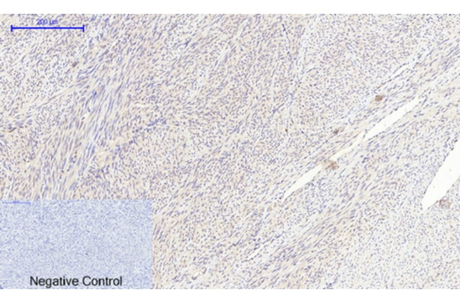 Immunohistochemistry - Anti-MIF Antibody (R12-2238) - Antibodies.com