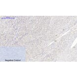 Immunohistochemistry - Anti-MIF Antibody (R12-2238) - Antibodies.com