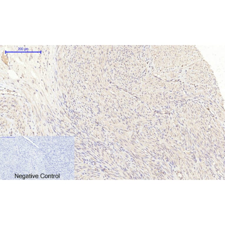 Immunohistochemistry - Anti-MIF Antibody (R12-2238) - Antibodies.com