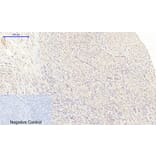Immunohistochemistry - Anti-MIF Antibody (R12-2238) - Antibodies.com