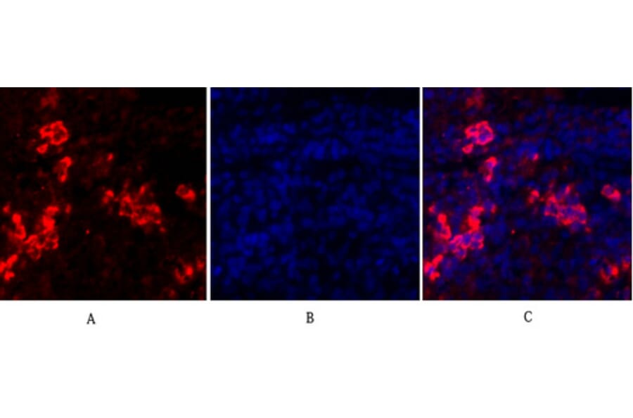 Immunofluorescence - Anti-MIF Antibody (R12-2238) - Antibodies.com