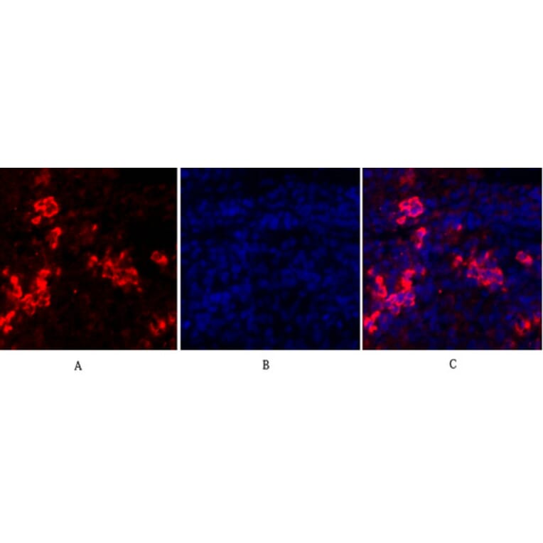Immunofluorescence - Anti-MIF Antibody (R12-2238) - Antibodies.com