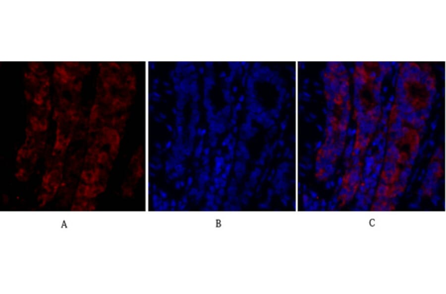 Immunofluorescence - Anti-MIF Antibody (R12-2238) - Antibodies.com
