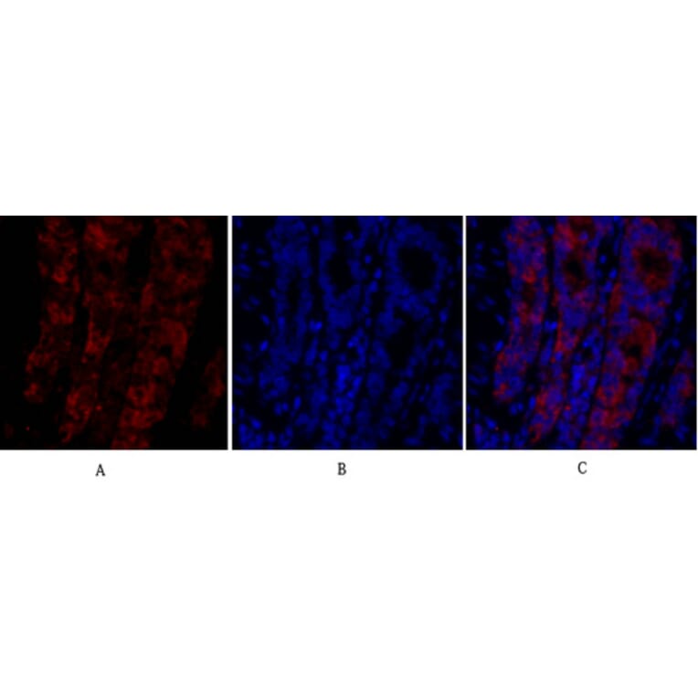 Immunofluorescence - Anti-MIF Antibody (R12-2238) - Antibodies.com