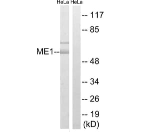 Western Blot - Anti-ME1 Antibody (C16863) - Antibodies.com