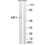 Western Blot - Anti-ME1 Antibody (C16863) - Antibodies.com