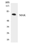 Western Blot - Anti-MAK Antibody (R12-2988) - Antibodies.com