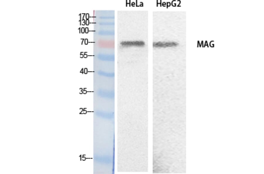 Western Blot - Anti-MAG Antibody (C30142) - Antibodies.com